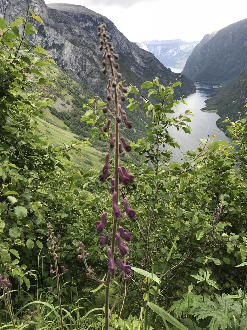 Aconitum septentrionale photo 2