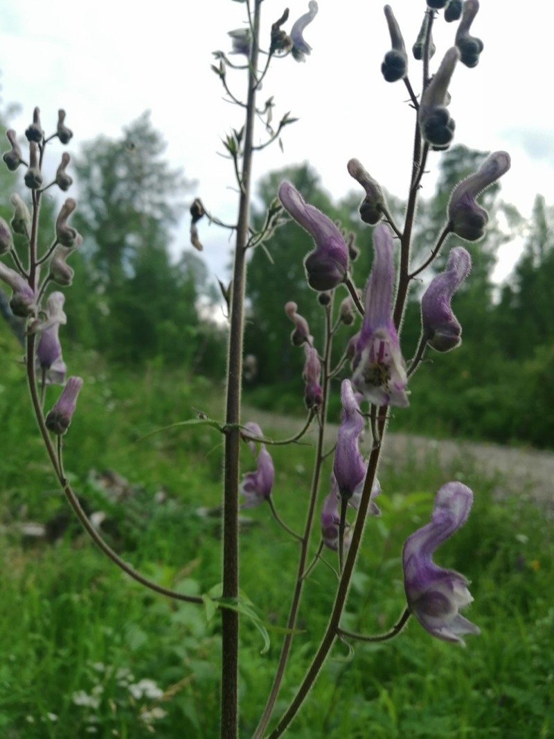 Aconitum septentrionale photo 3