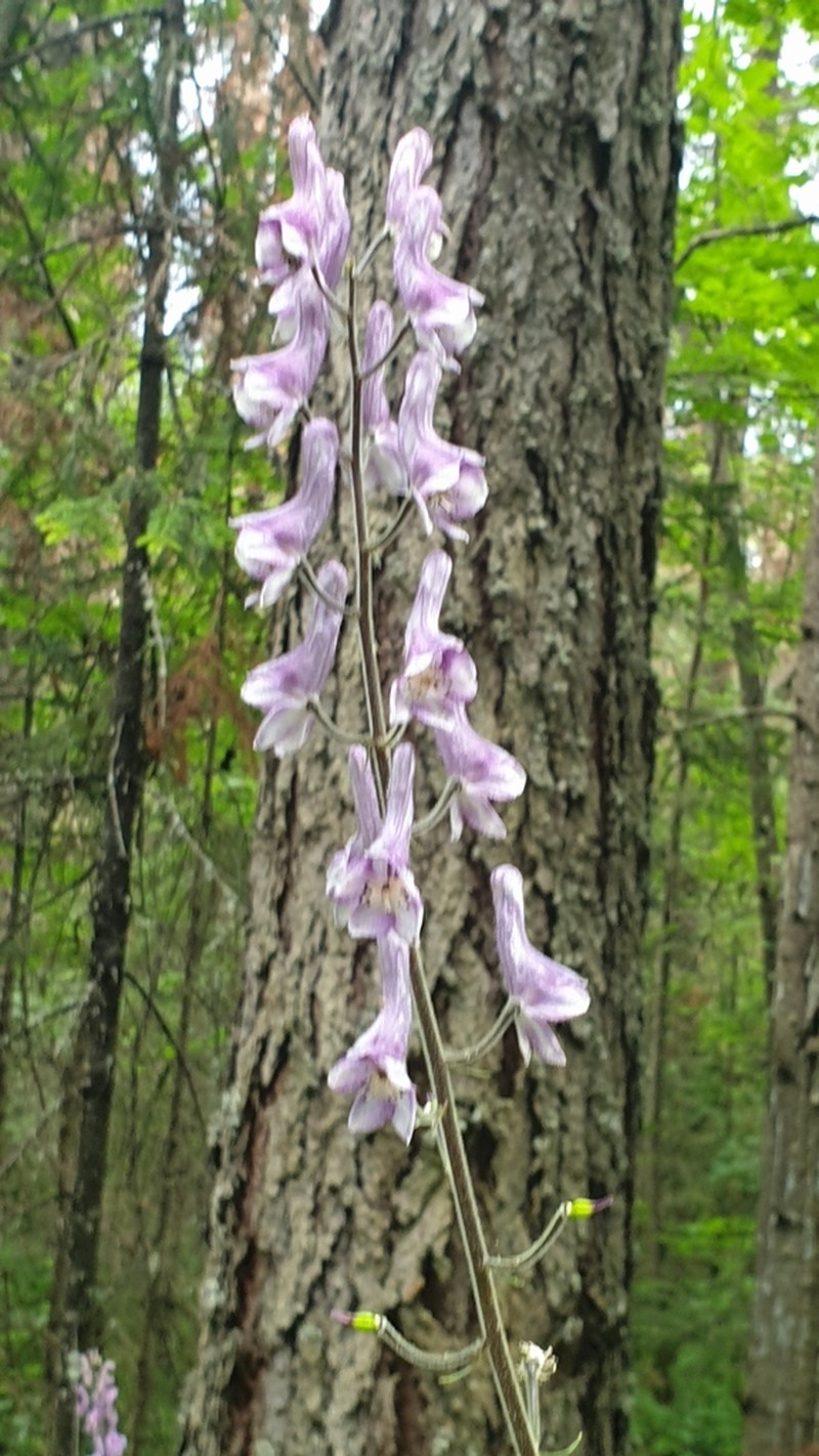 Aconitum septentrionale photo 4
