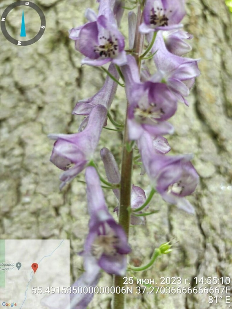 Aconitum septentrionale photo 5