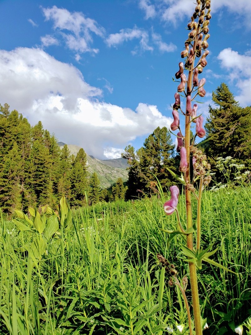 Aconitum septentrionale photo 6