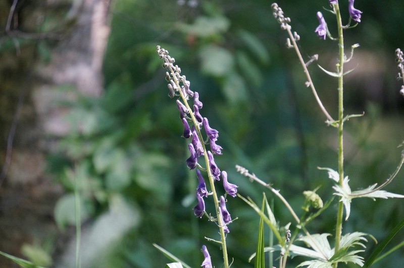 Aconitum septentrionale photo 7