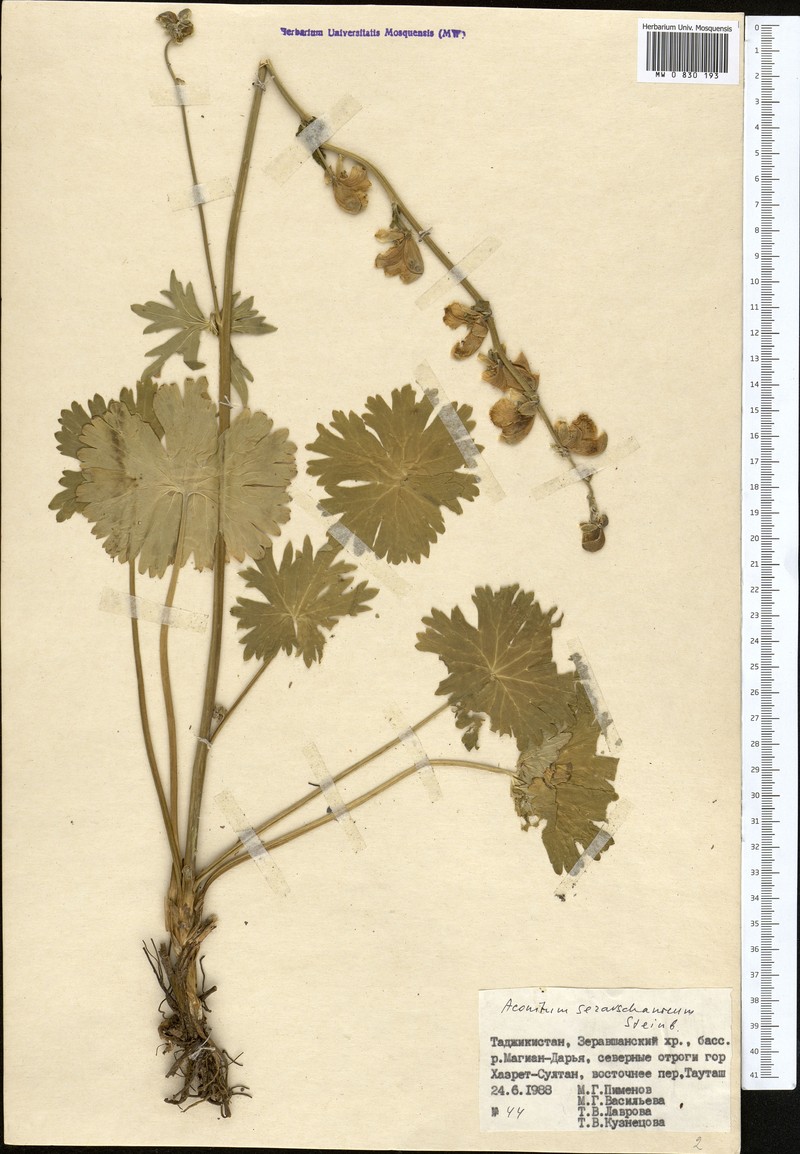 Aconitum seravschanicum