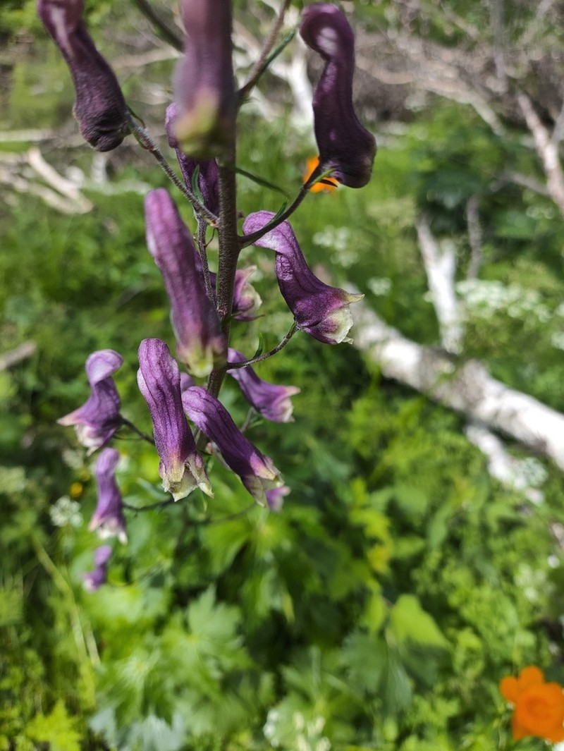 Aconitum sinomontanum