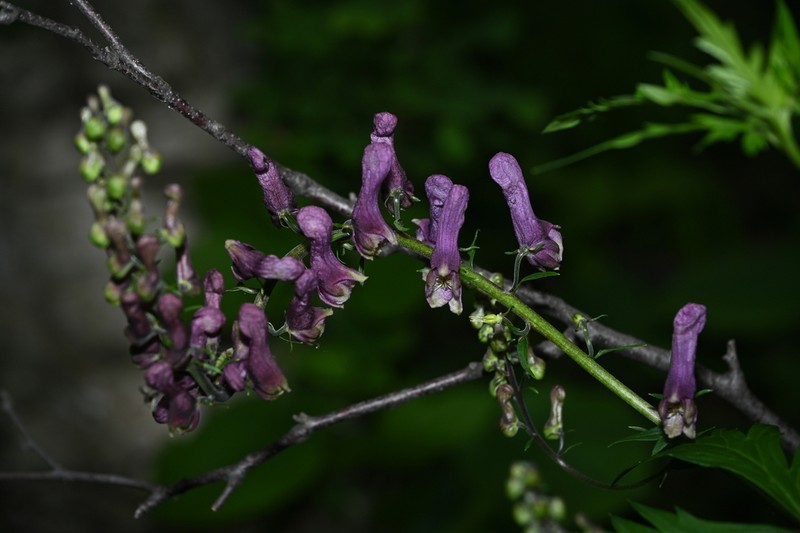 Aconitum sinomontanum photo 2