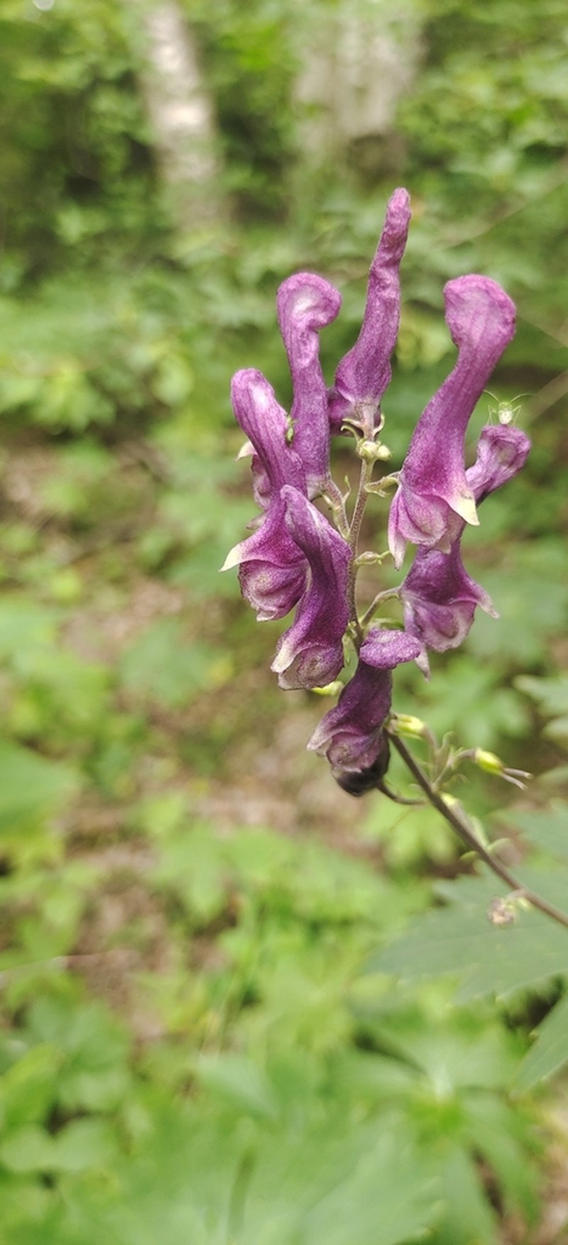 Aconitum sinomontanum photo 3