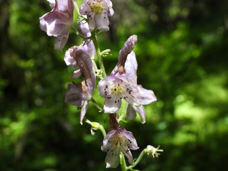Aconitum sinomontanum photo 4
