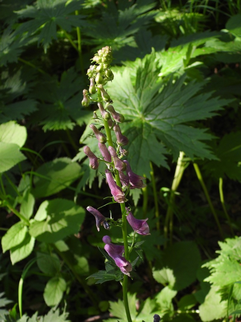 Aconitum sinomontanum photo 5
