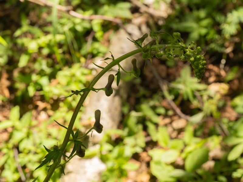 Aconitum sinomontanum photo 6