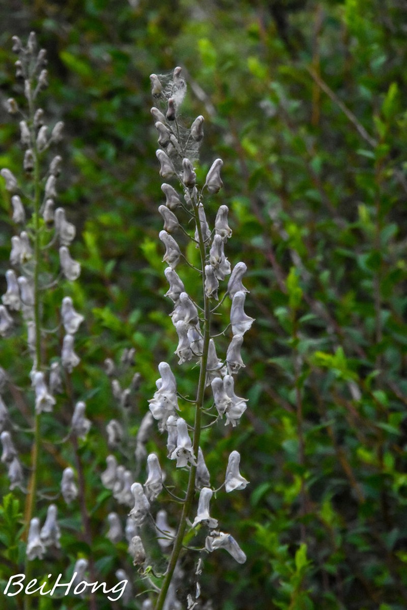 Aconitum sinomontanum photo 7