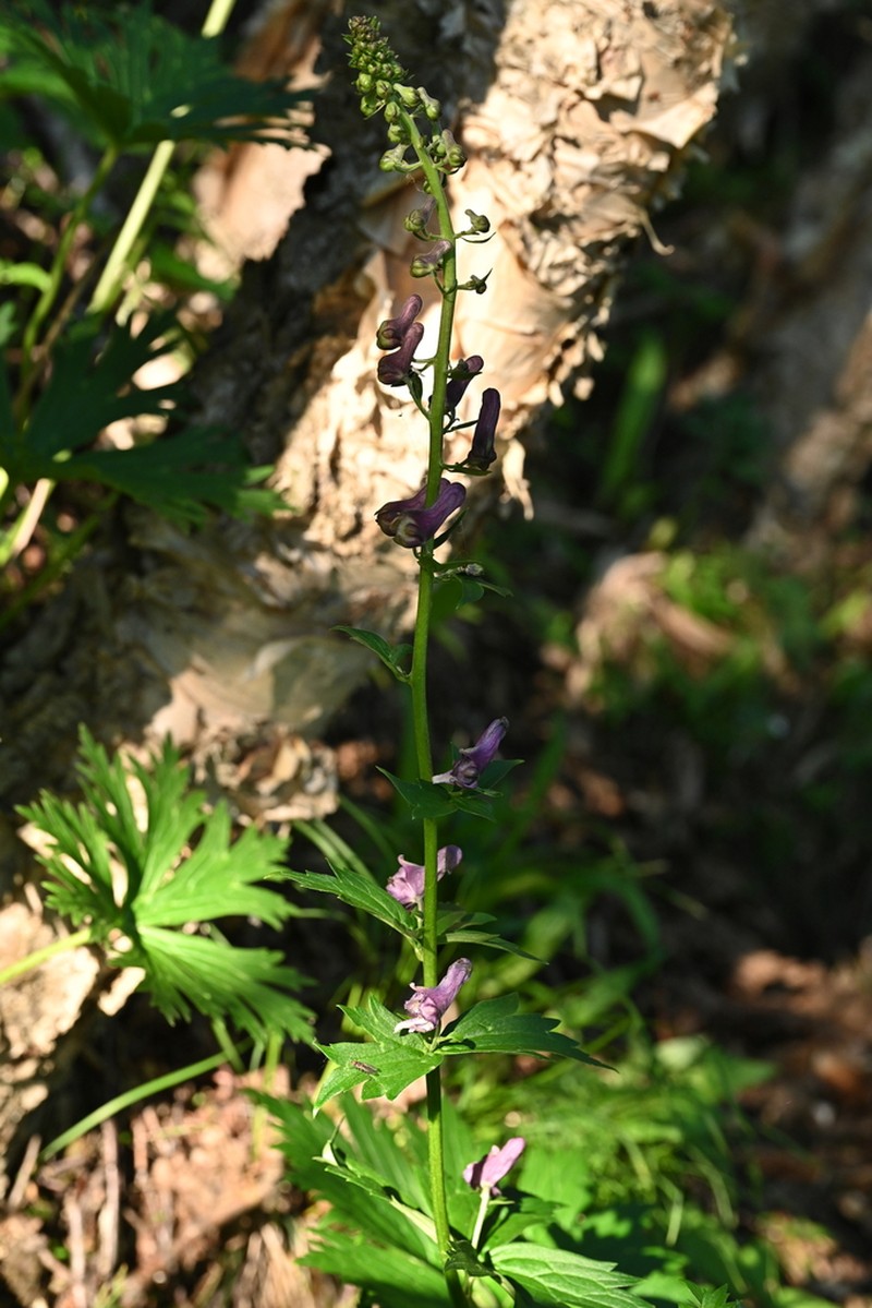 Aconitum sinomontanum photo 8