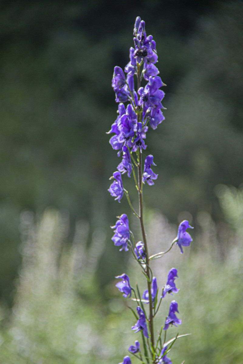 Aconitum soongaricum photo 2