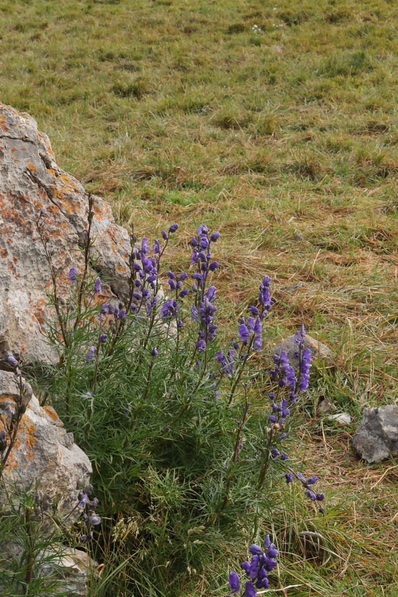 Aconitum soongaricum photo 3