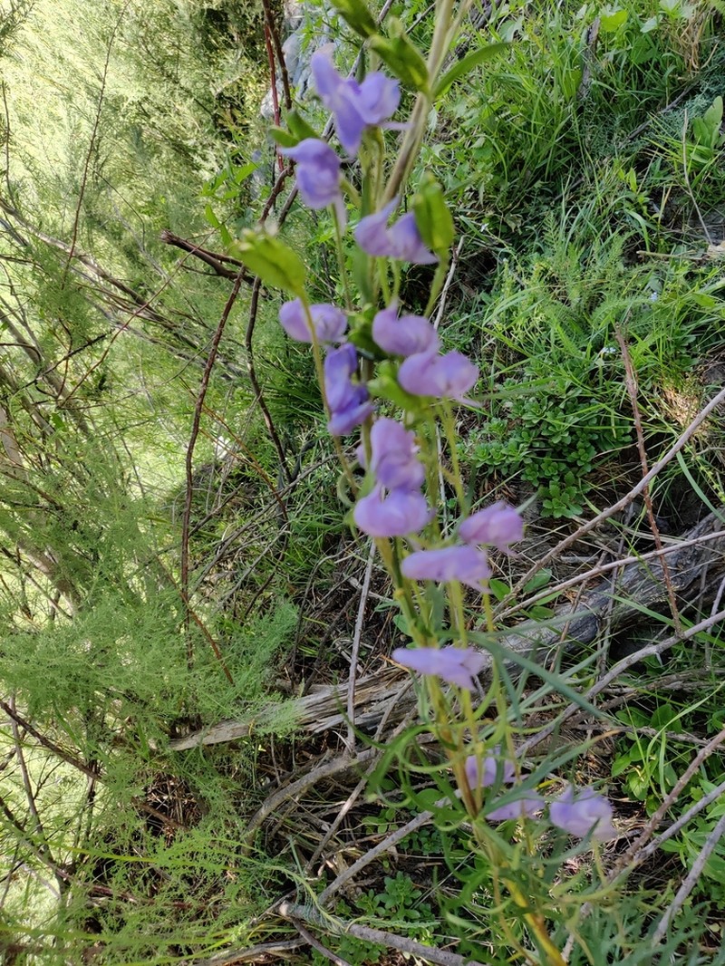 Aconitum soongaricum photo 5
