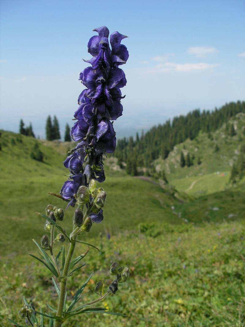 Aconitum soongaricum photo 6