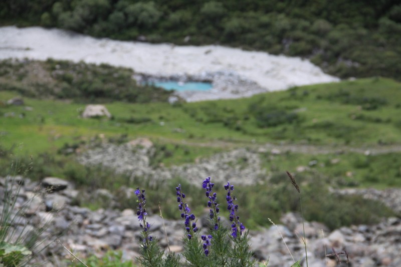 Aconitum soongaricum photo 7