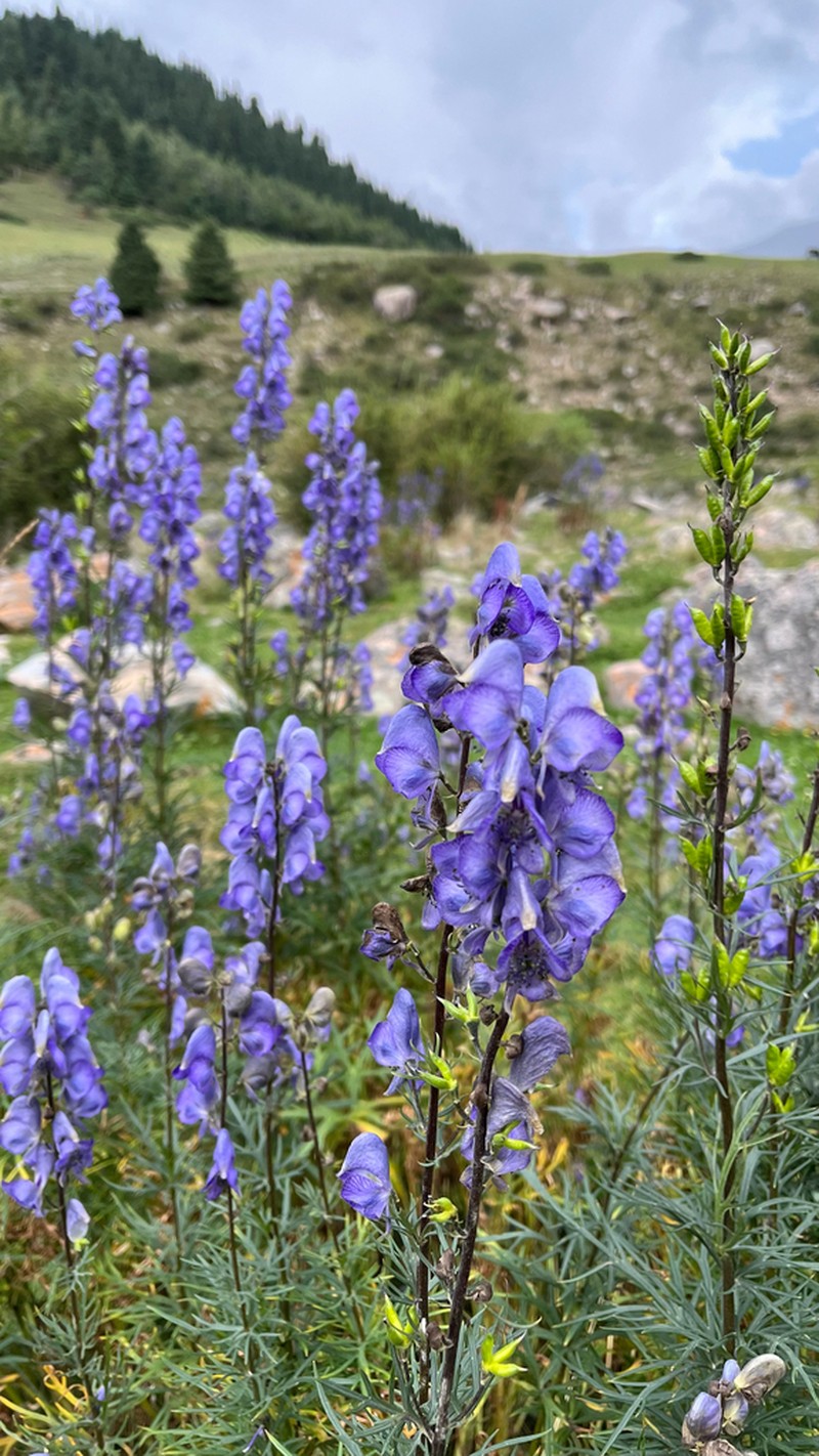 Aconitum soongaricum photo 8