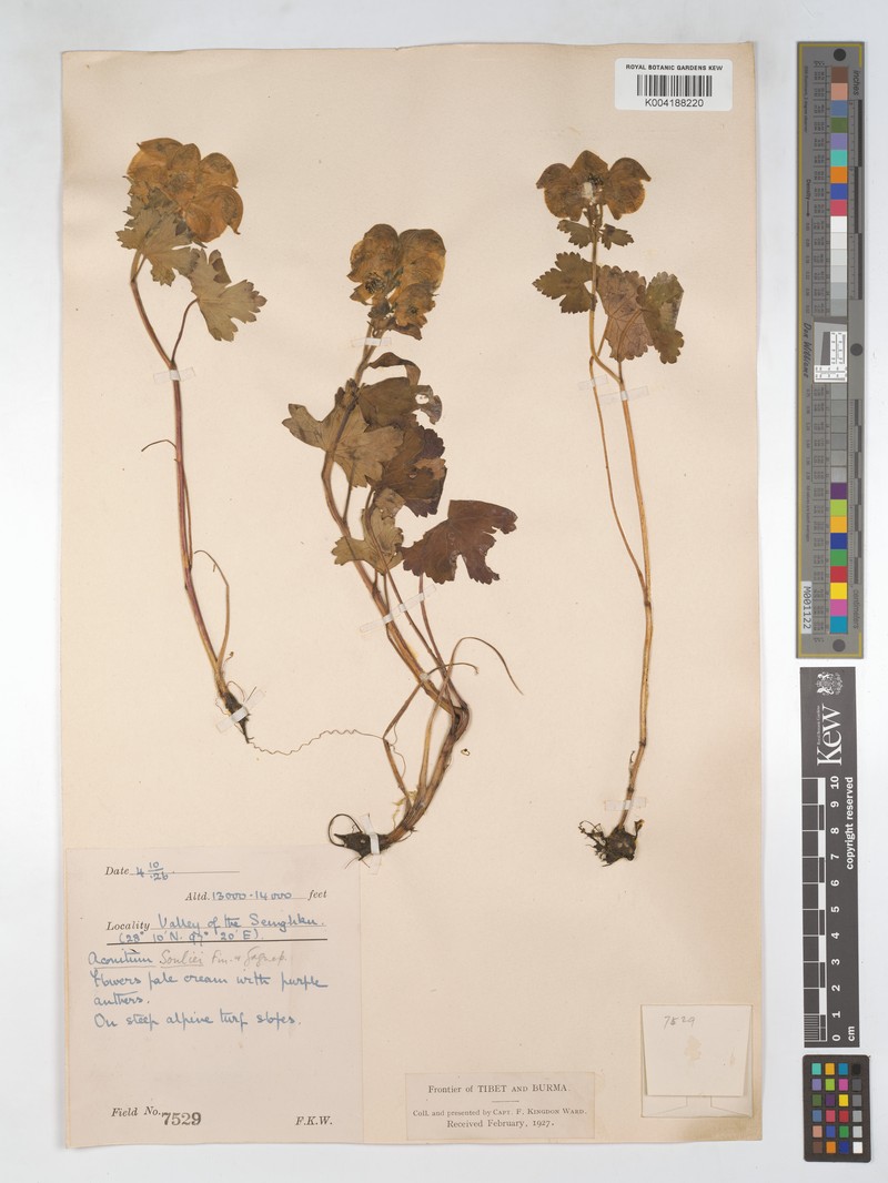 Aconitum souliei