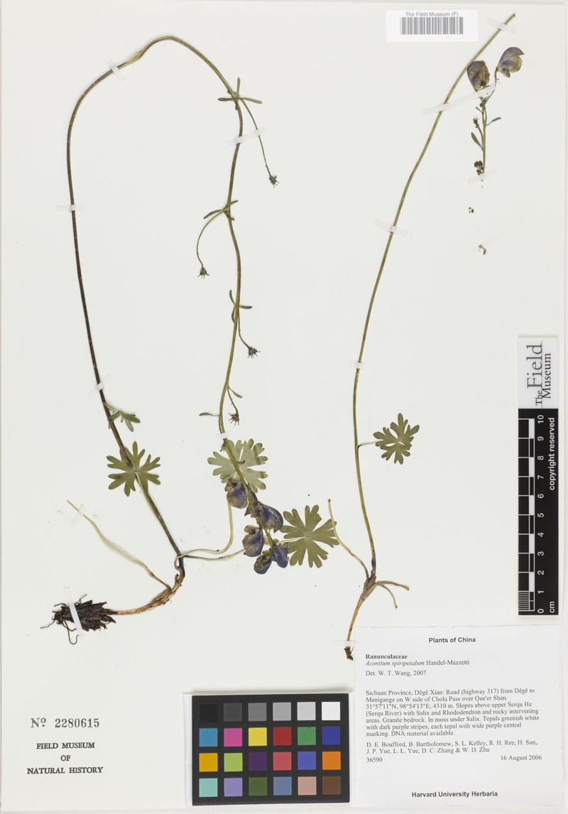 Aconitum spiripetalum