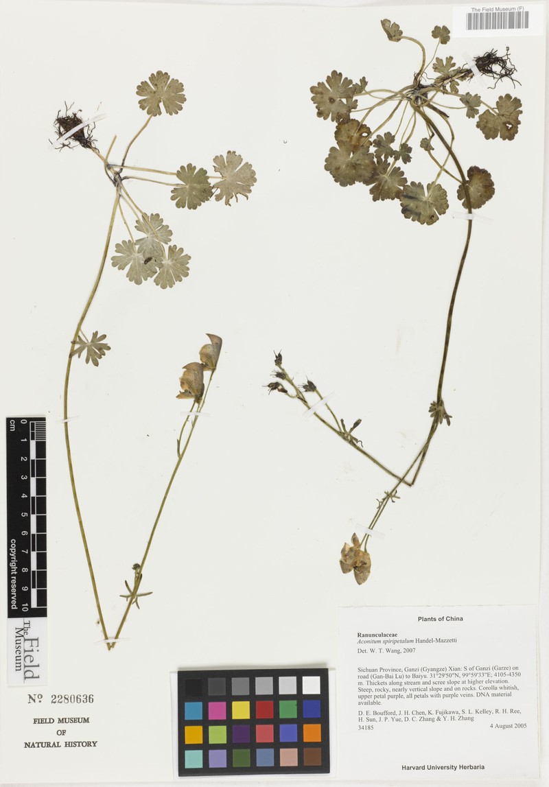 Aconitum spiripetalum photo 2