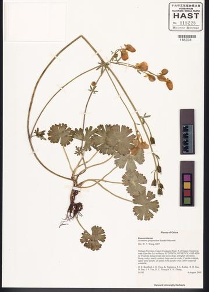 Aconitum spiripetalum photo 3