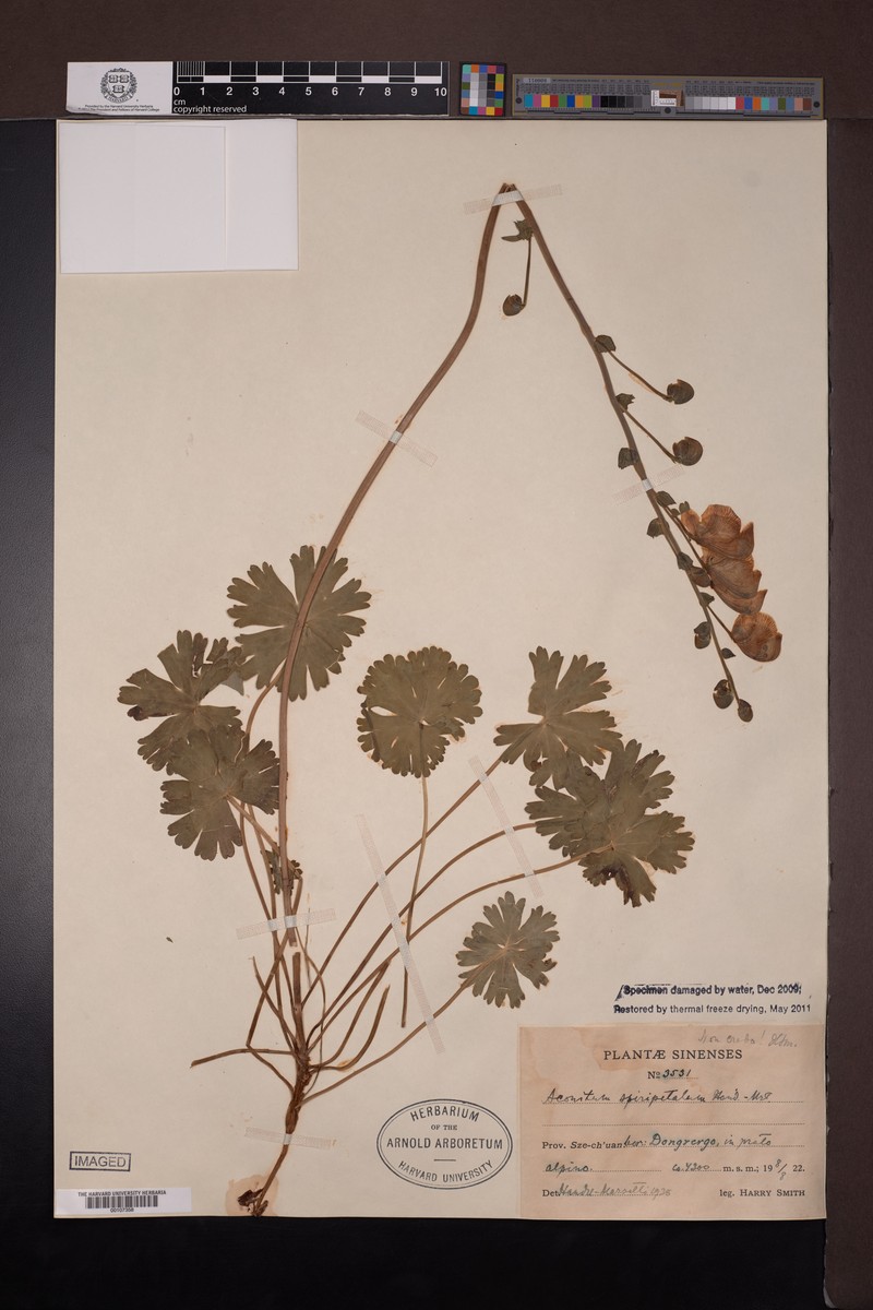 Aconitum spiripetalum photo 4
