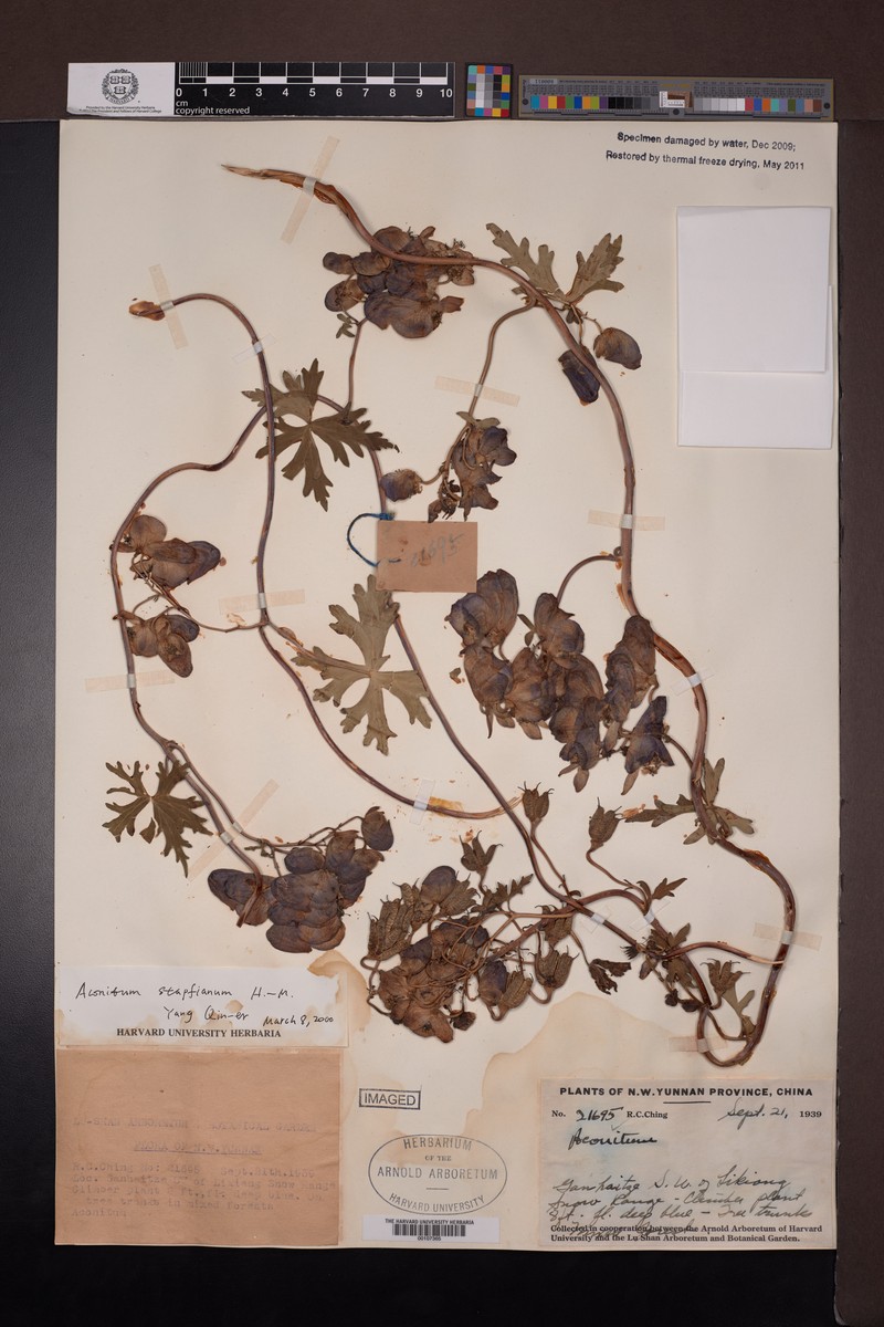 Aconitum stapfianum