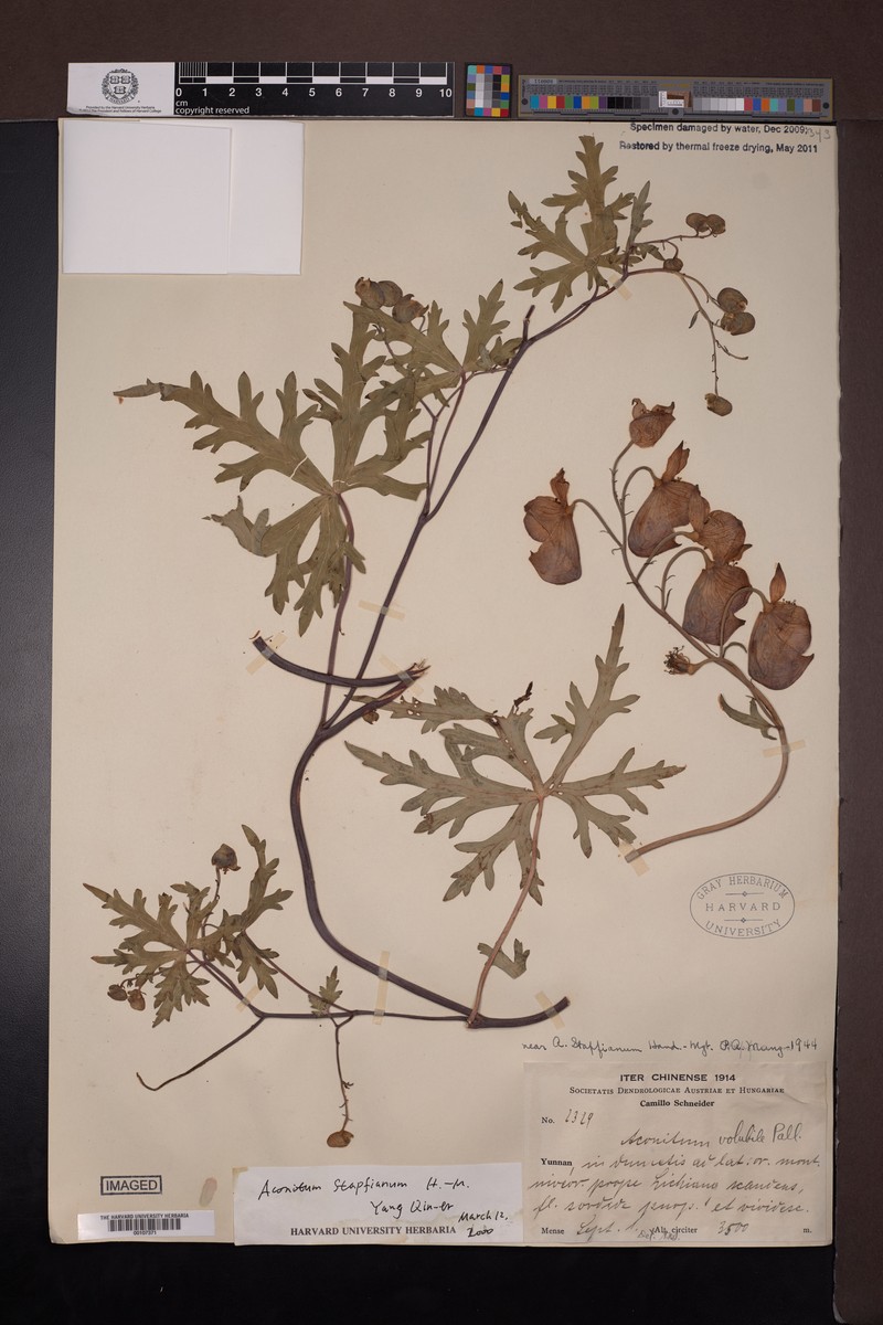 Aconitum stapfianum photo 3