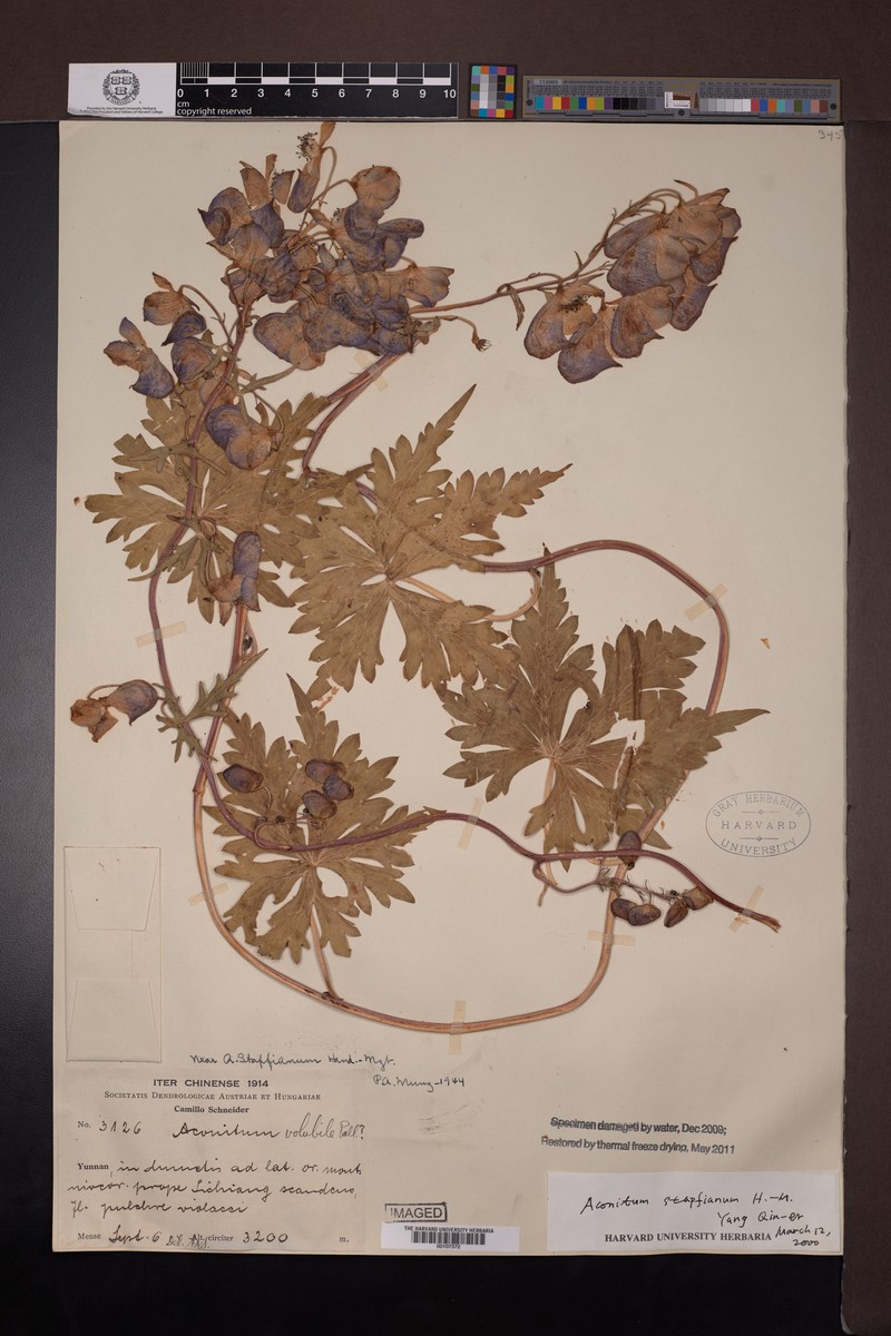 Aconitum stapfianum photo 4