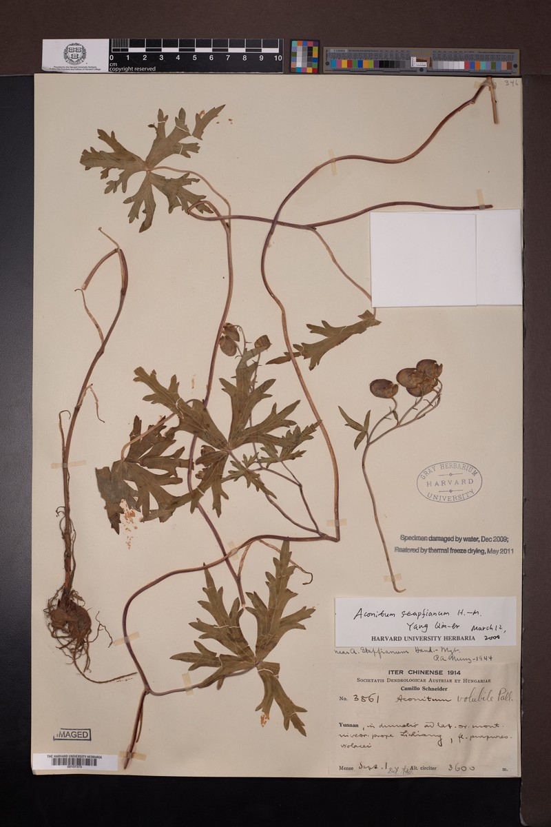 Aconitum stapfianum photo 5