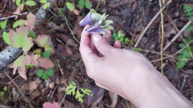 Aconitum stoloniferum