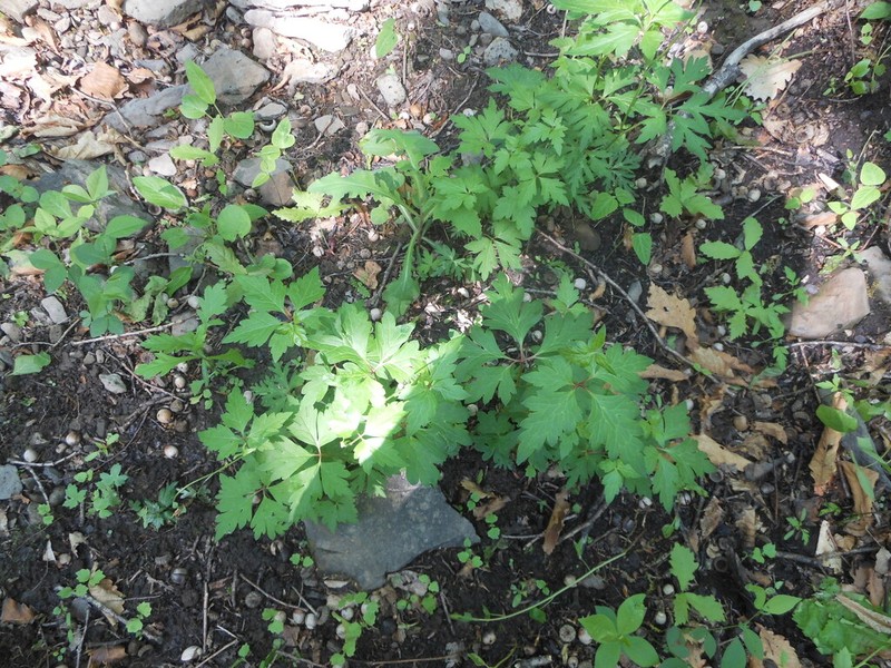 Aconitum stoloniferum photo 2