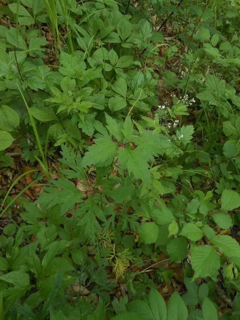 Aconitum stoloniferum photo 3