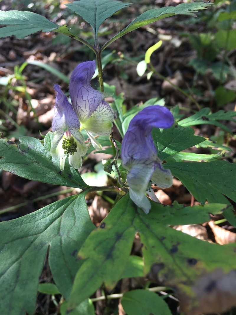 Aconitum stoloniferum photo 4