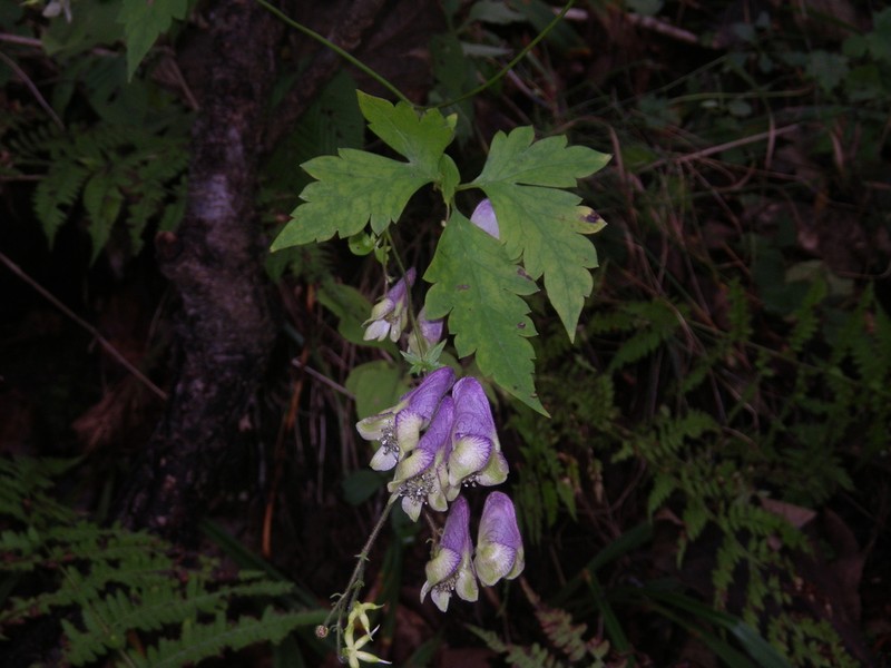 Aconitum stoloniferum photo 5