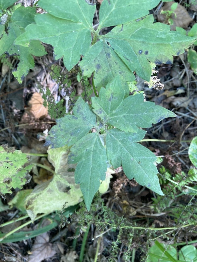 Aconitum stoloniferum photo 6