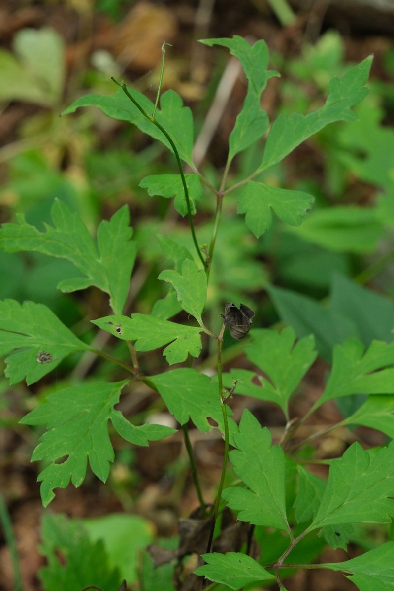 Aconitum stoloniferum photo 7