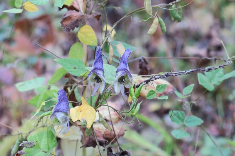 Aconitum stoloniferum photo 8