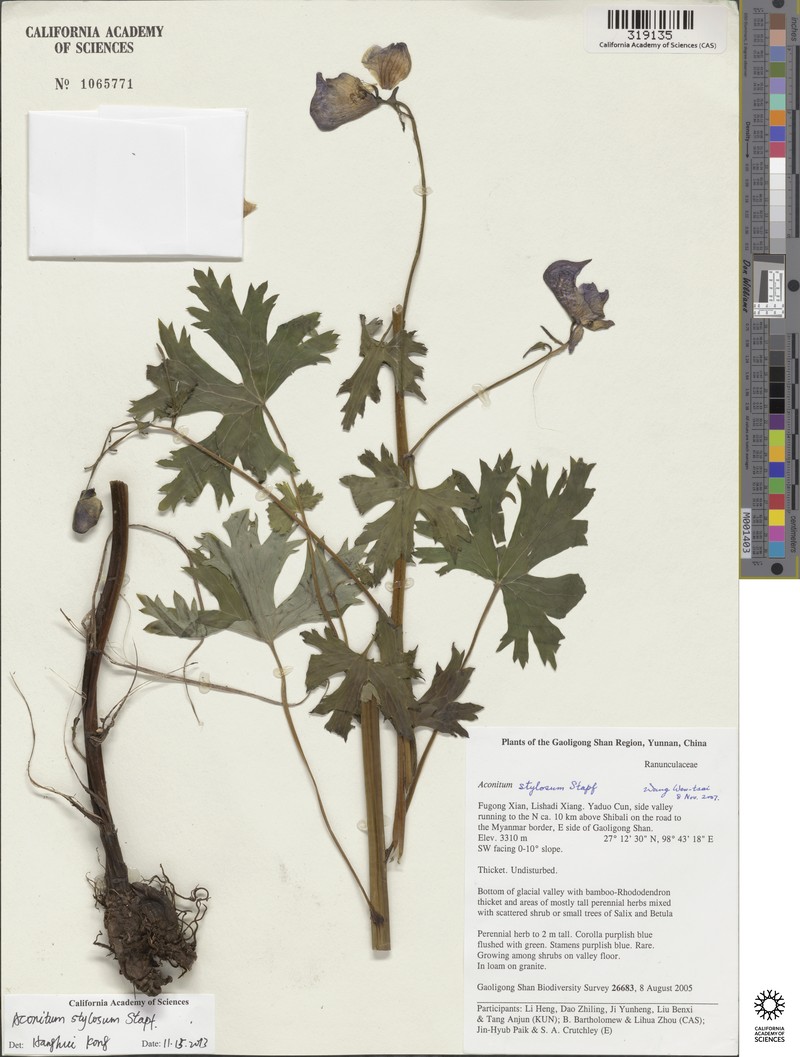 Aconitum stylosum