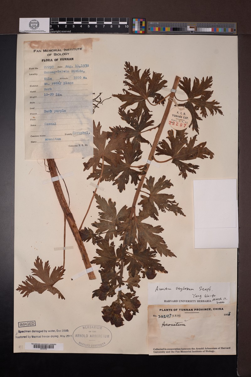 Aconitum stylosum photo 2