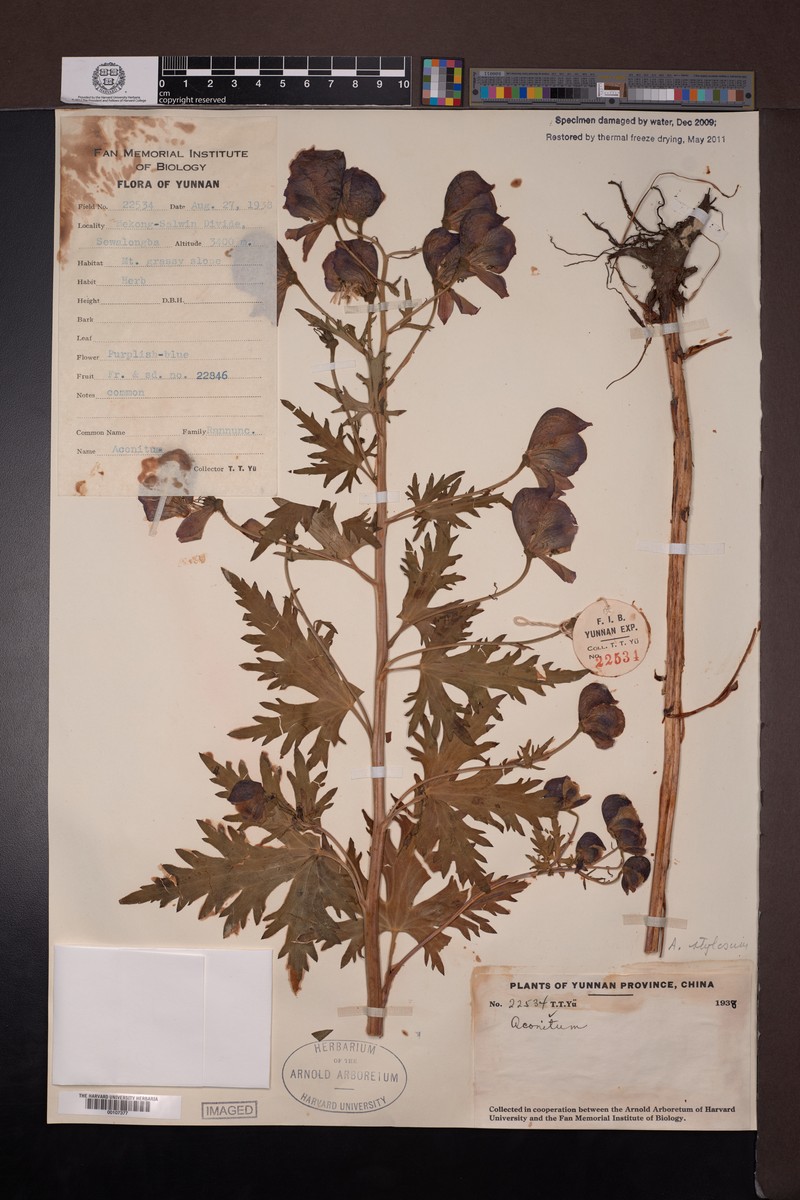 Aconitum stylosum photo 3
