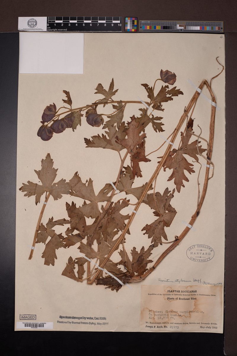 Aconitum stylosum photo 4