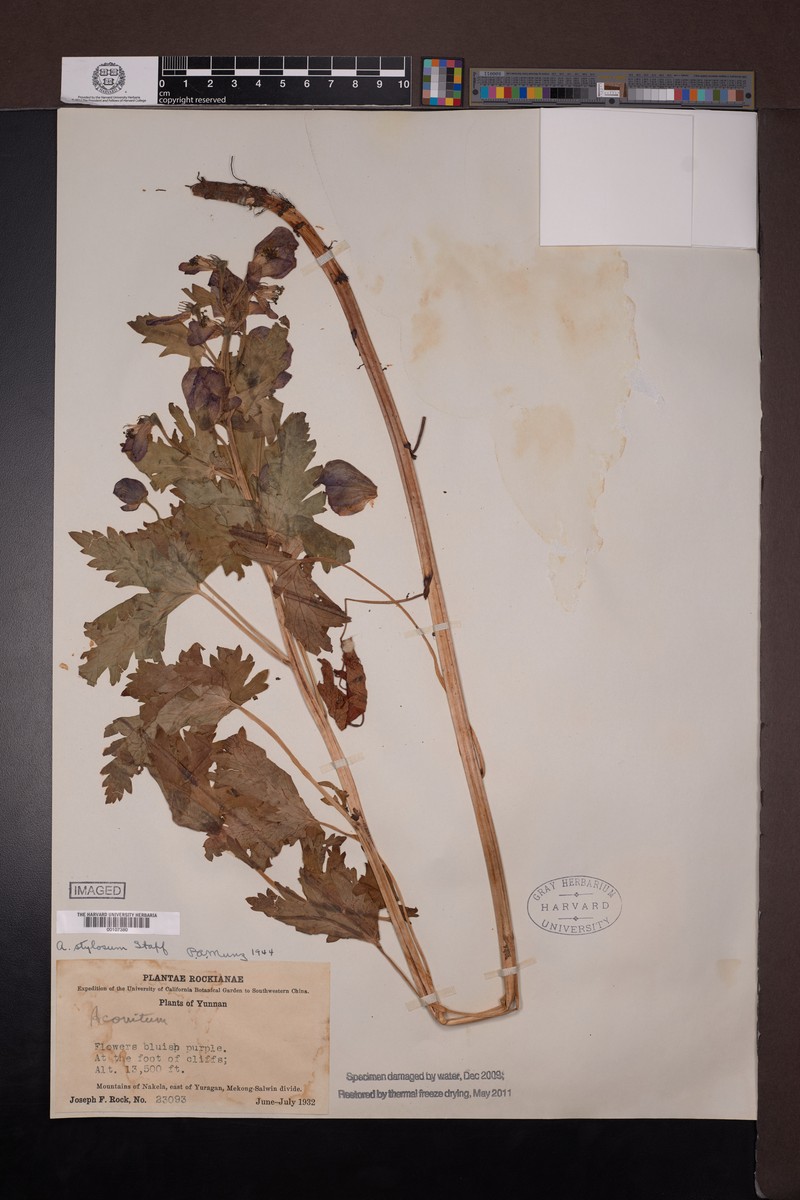 Aconitum stylosum photo 5