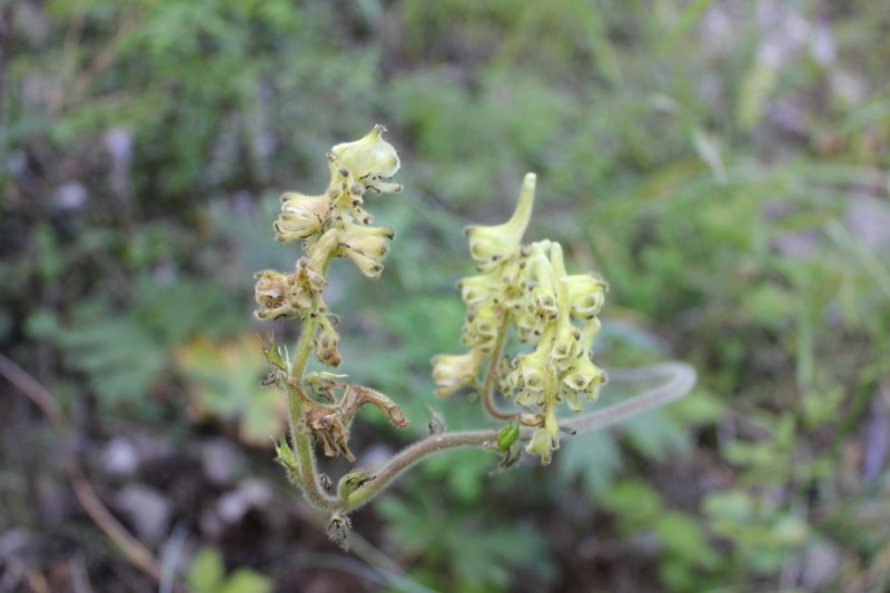 Aconitum sukaczevii
