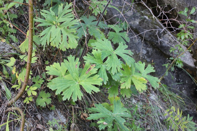 Aconitum sukaczevii photo 2