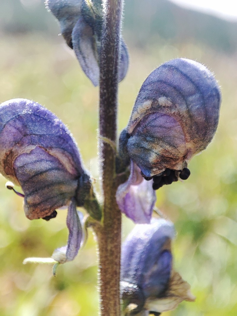 Aconitum swatense photo 2