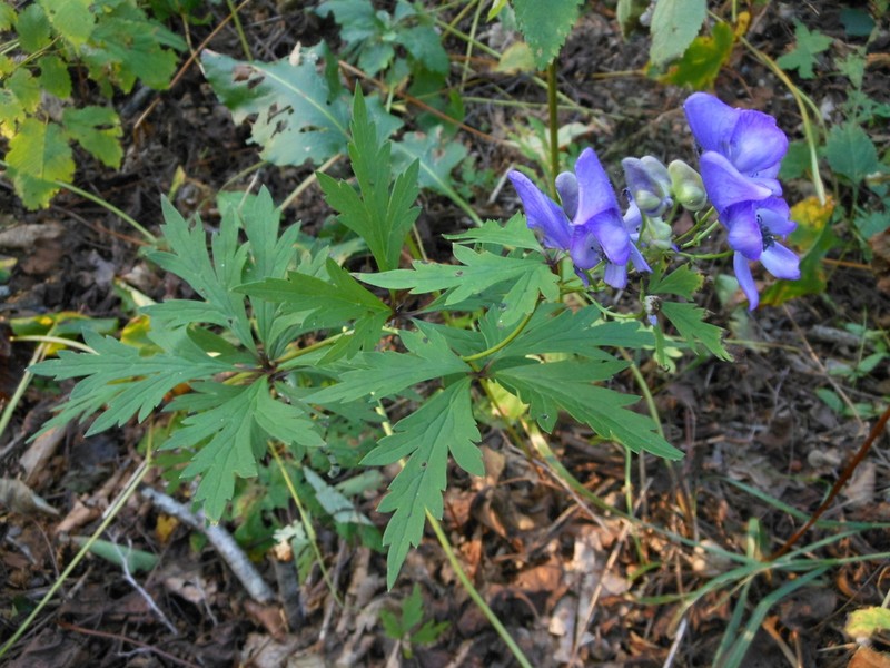 Aconitum taigicola photo 2