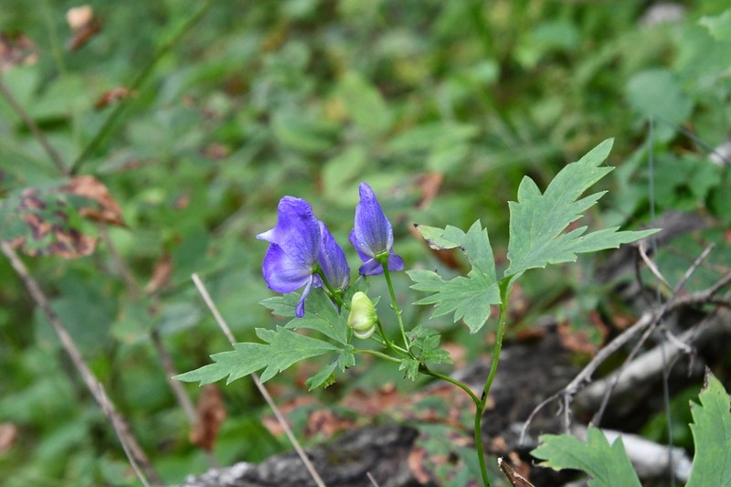 Aconitum taigicola photo 3