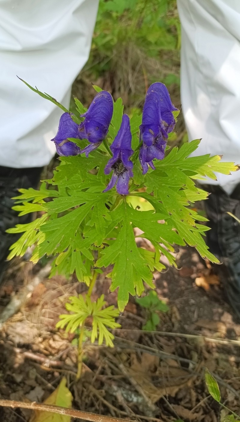 Aconitum taigicola photo 4