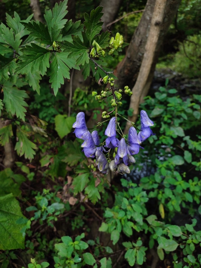Aconitum taigicola photo 5